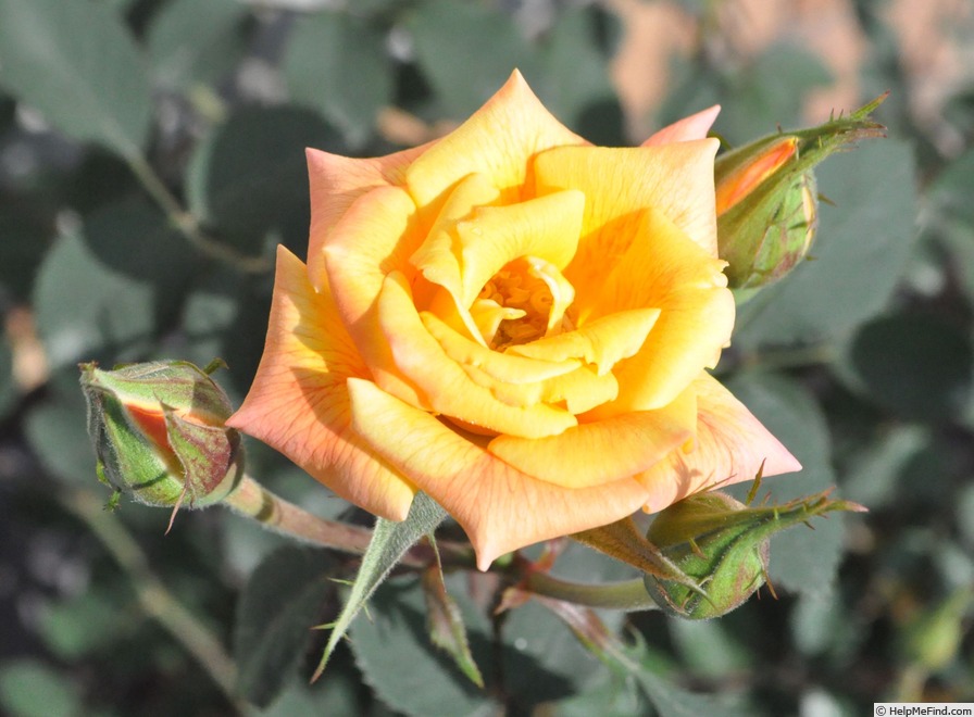 'Old Yella' rose photo