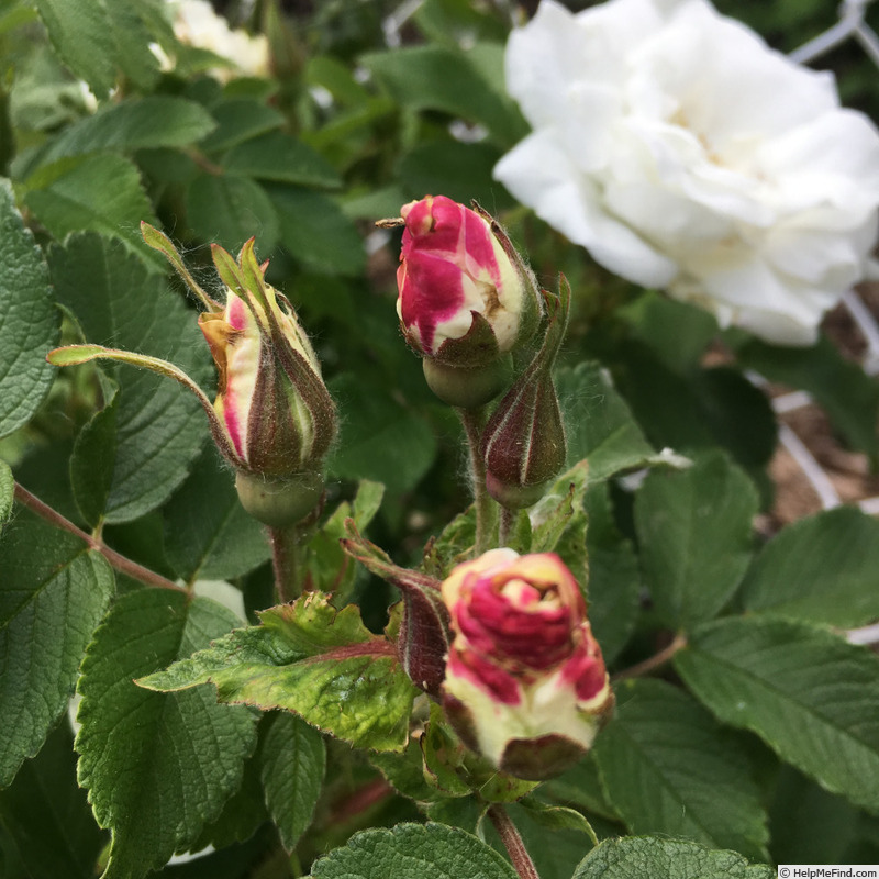 'Marie Bugnet' rose photo