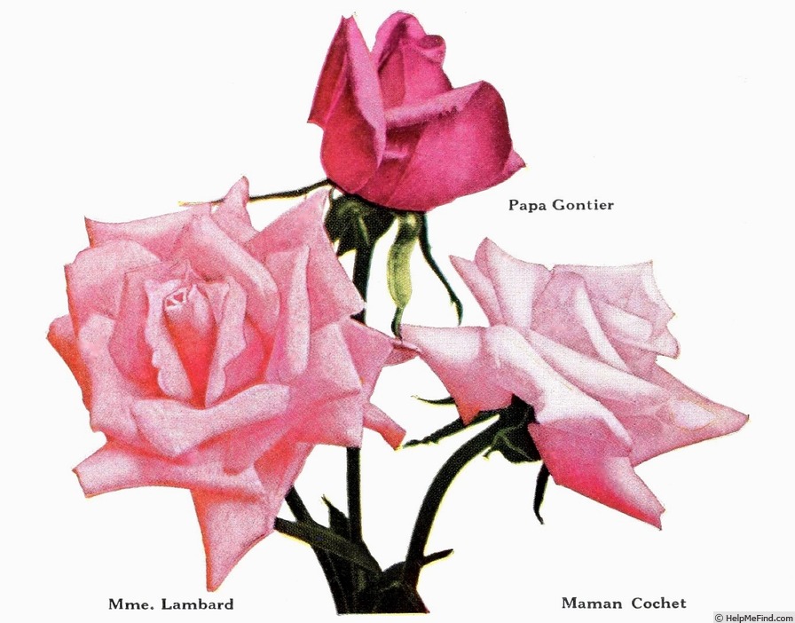 'Papa Gontier' rose photo