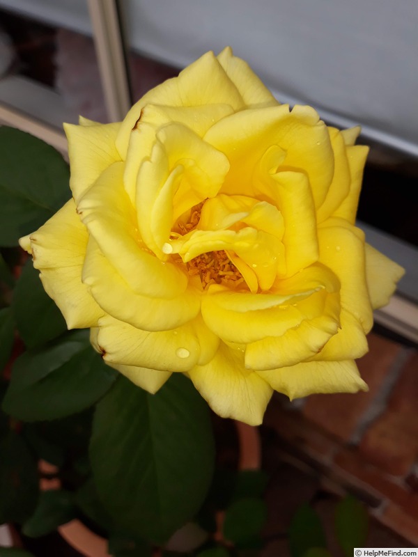 'Mother & Daughter™' rose photo