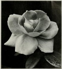 'Killarney Brilliant' rose photo
