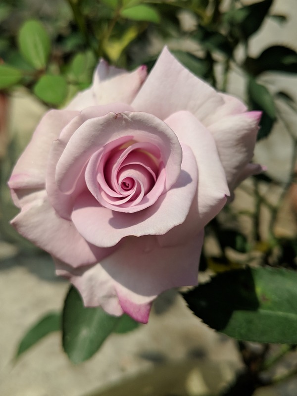 'Blue Moon' rose photo