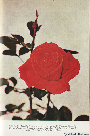 'Rose of Life' rose photo