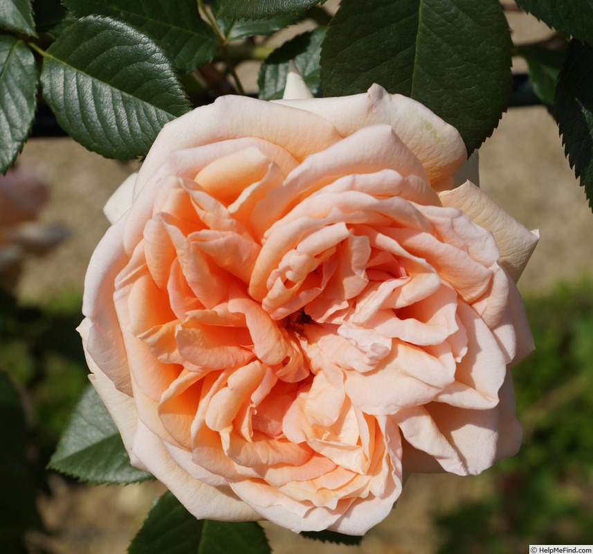 'Château de Rundale' rose photo