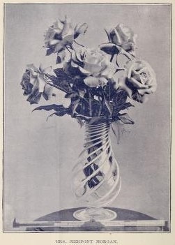'Mrs. Pierpont Morgan' rose photo
