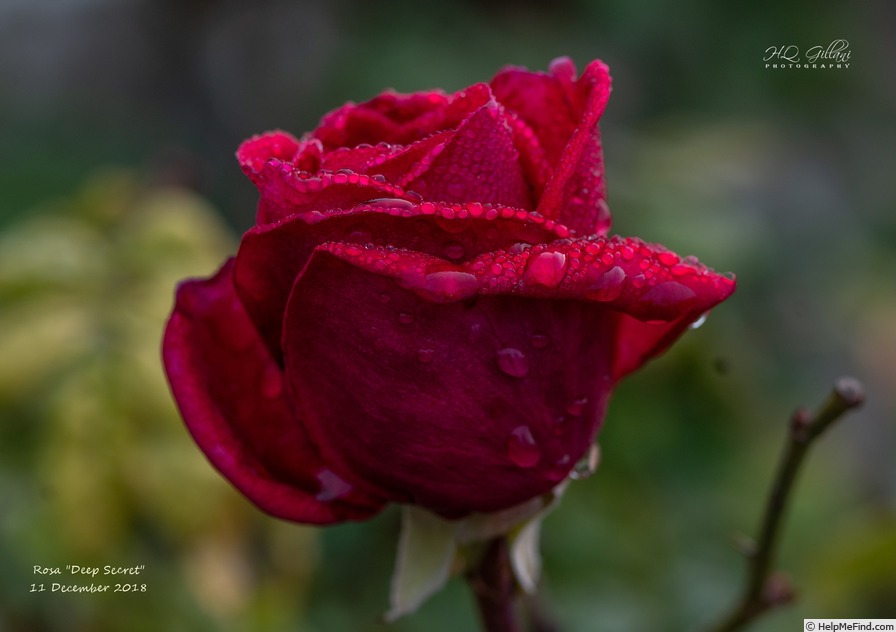 'Deep Secret (hybrid tea, Tantau 1977)' rose photo