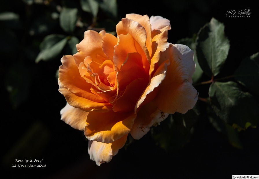 'Just Joey (Hybrid Tea, Cants, 1972)' rose photo