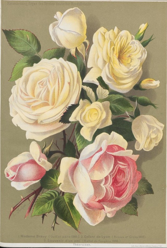 'Souvenir d'un Ami (tea, Bélot-Défougère, 1844)' rose photo