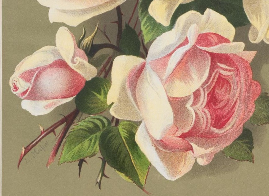 'Souvenir d'un Ami (tea, Bélot-Défougère, 1844)' rose photo