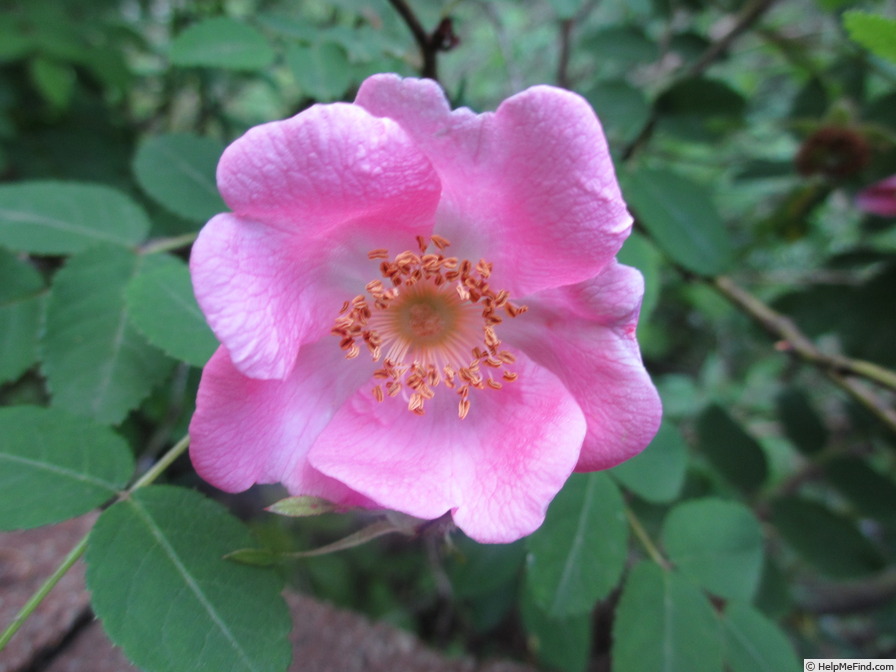 'R. bella' rose photo