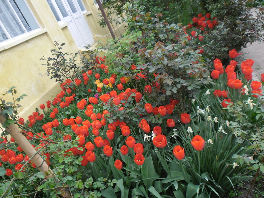 'My Garden'  photo