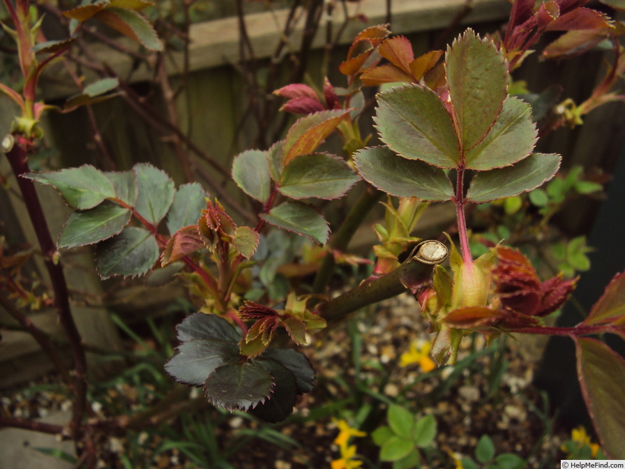 'The Ancient Mariner' rose photo