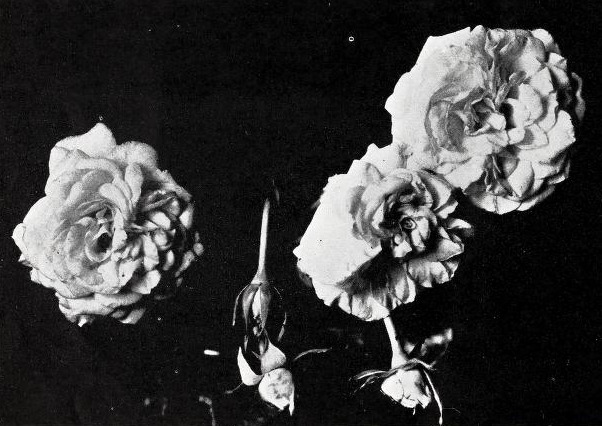 'Camellia (hybrid tea, Henderson before 1931)' rose photo