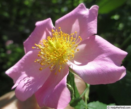 'R. setigera' rose photo