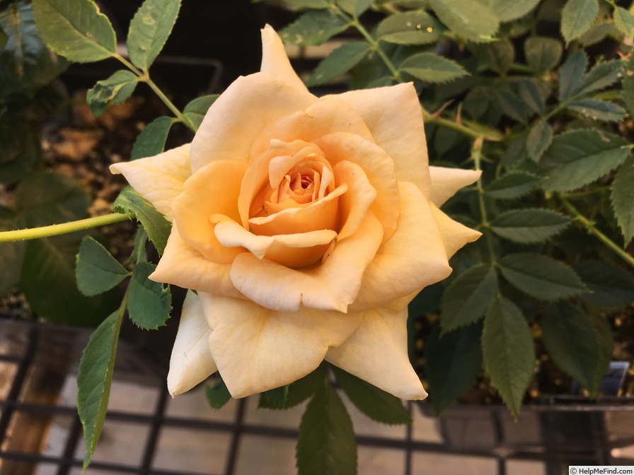 'Honeybee ™' rose photo