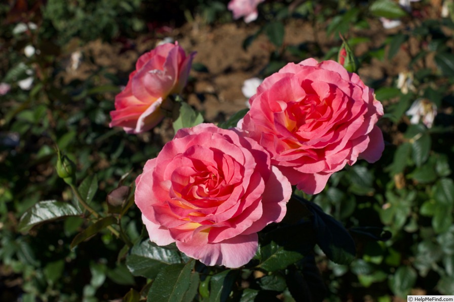 'Pink Paradise (hybrid tea, Delbard, 2004/11)' rose, click to enlarge 'Pink Paradise (hybrid tea, Delbard, 2004/11)' rose photo
