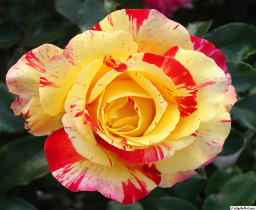 'Camille Pissarro ™' rose photo