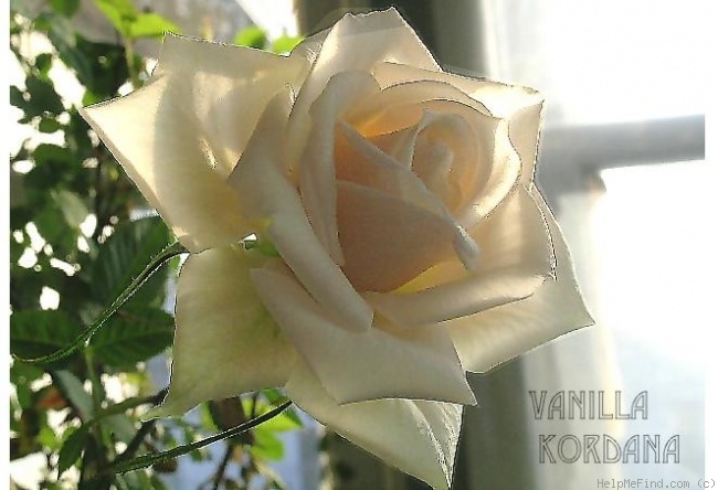 'Vanilla Kordana' rose photo