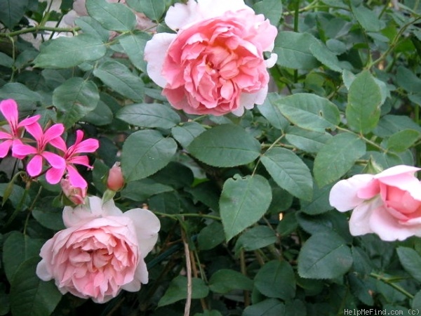'Cottage Rose ® (shrub, Austin, 1991)' rose photo