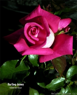 'Darling Jenny' rose photo
