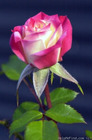 'Sunday Brunch (Miniature, Moore, 1984)' rose photo