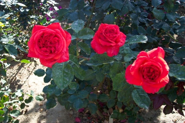 'Bing Crosby' rose photo
