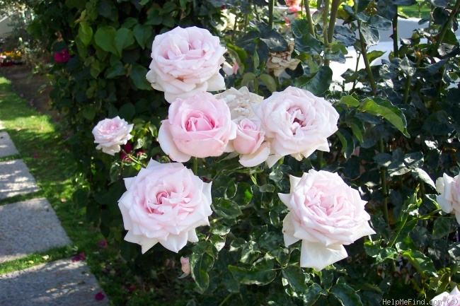 'Royal Highness' rose photo