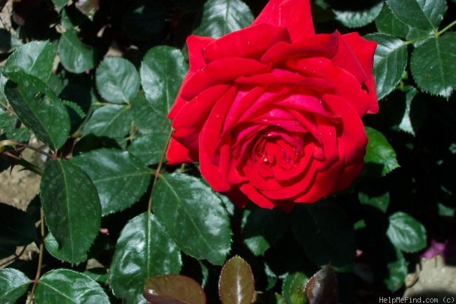 'Reba McIntyre' rose photo