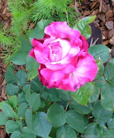 'Tantalizing Red' rose photo