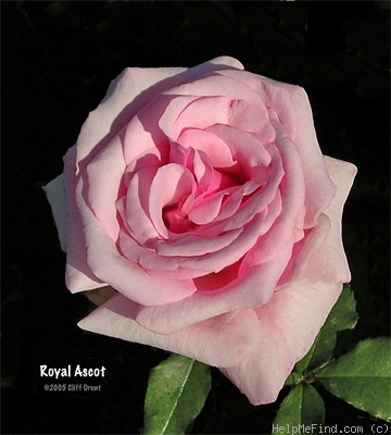'Royal Ascot ®' rose photo