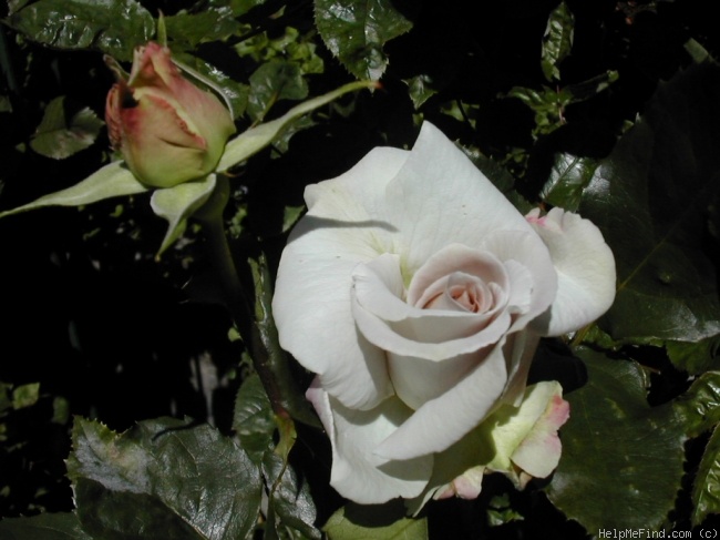 'Stainless Steel ™' rose photo