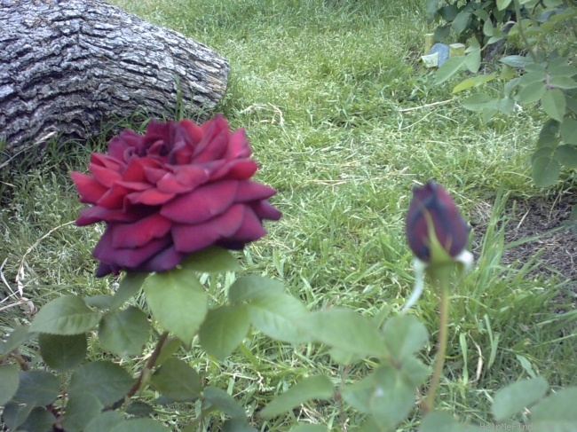 'Oklahoma (Hybrid Tea, Swim & Weeks, 1963)' rose photo