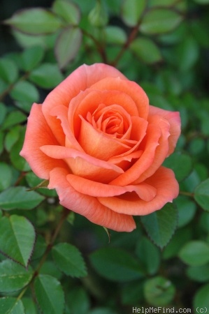 'Joycie' rose photo