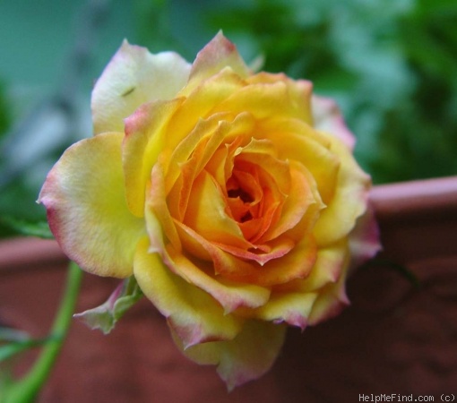 'Canyon Cupido' rose photo