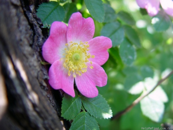 '<i>Rosa eglanteria</i> L. synonym' rose photo
