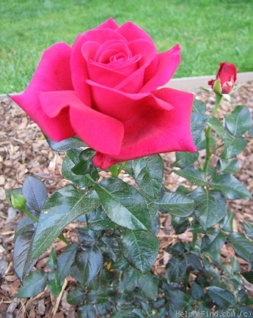 'Lasting Love ™ (hybrid tea, Adam 1993)' rose photo