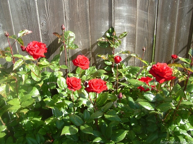 'Crimson Bouquet ™' rose photo