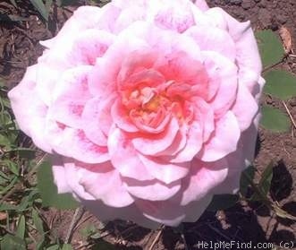 'Dahlia Rose (floribunda, Moore)' rose photo