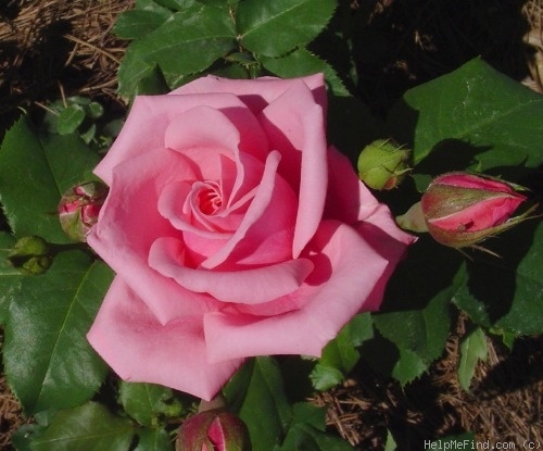'Gene Boerner' rose photo
