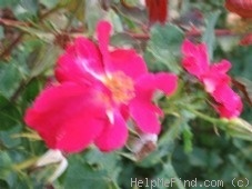 'Peter Beales' rose photo