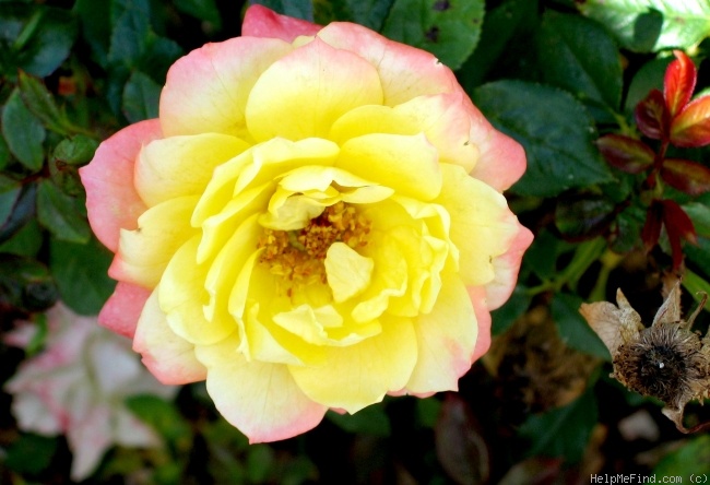 'Golden Beauty (miniature, Clements 1992)' rose photo