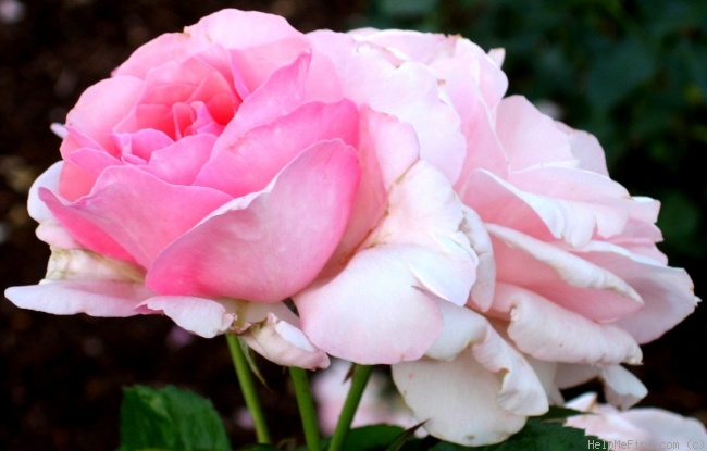 'Thornbury Castle' rose photo