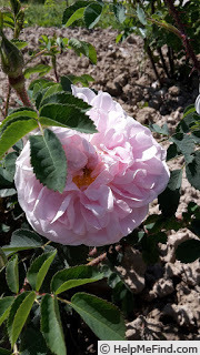 'Stanwell Perpetual (Spinosissima, Lee before 1821)' rose photo