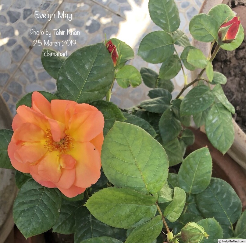 'Evelyn May (shrub, Beales, 2000)' rose photo