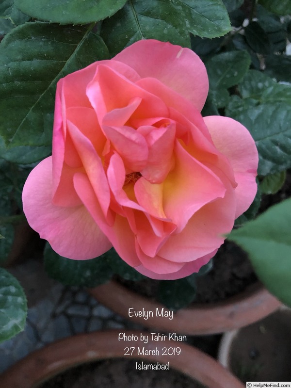 'Evelyn May (shrub, Beales, 2000)' rose photo