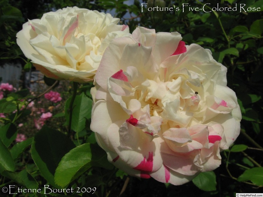 'Fortune's Five Color' rose photo