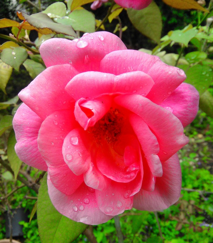 'Lorraine Lee' rose photo