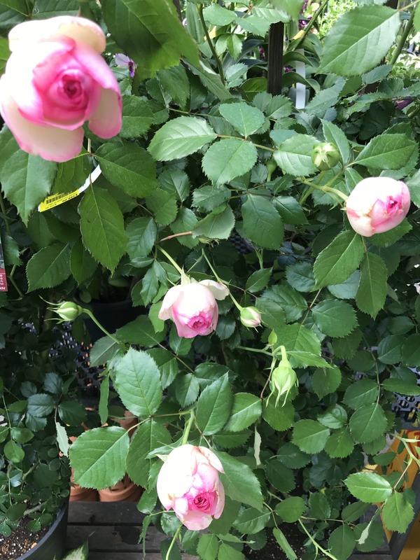 'Eden (Large Flowered Climber, Meilland, 1976/85)' rose photo