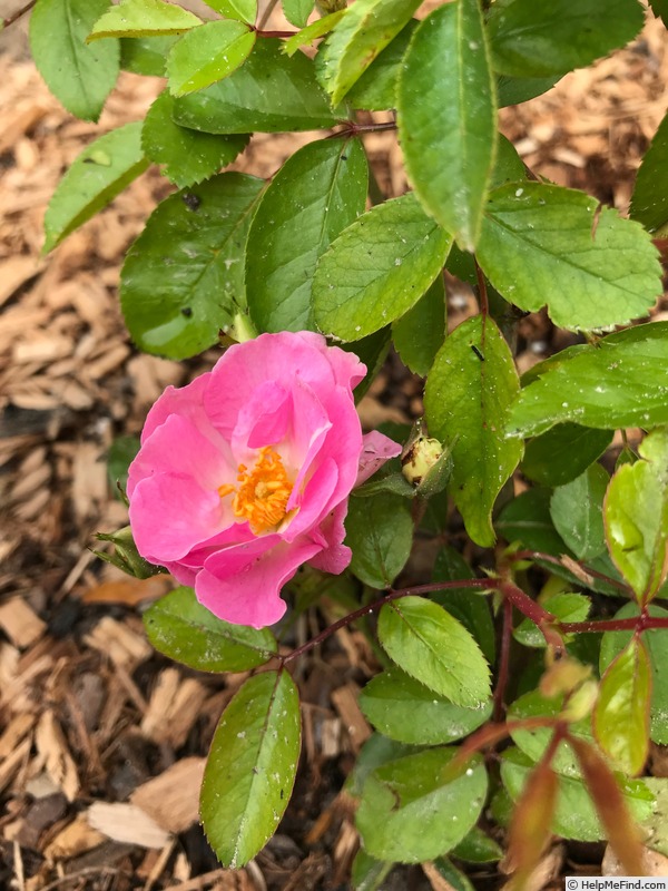 'Elizabeth Lawrence' rose photo