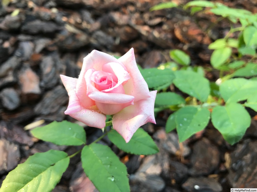 'Rhodologue Jules Gravereaux' rose, click to enlarge 'Rhodologue Jules Gravereaux' rose photo